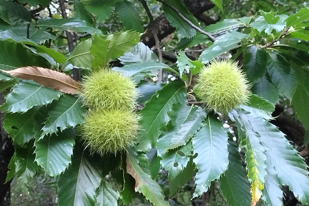 Castanea sativa, il castagno